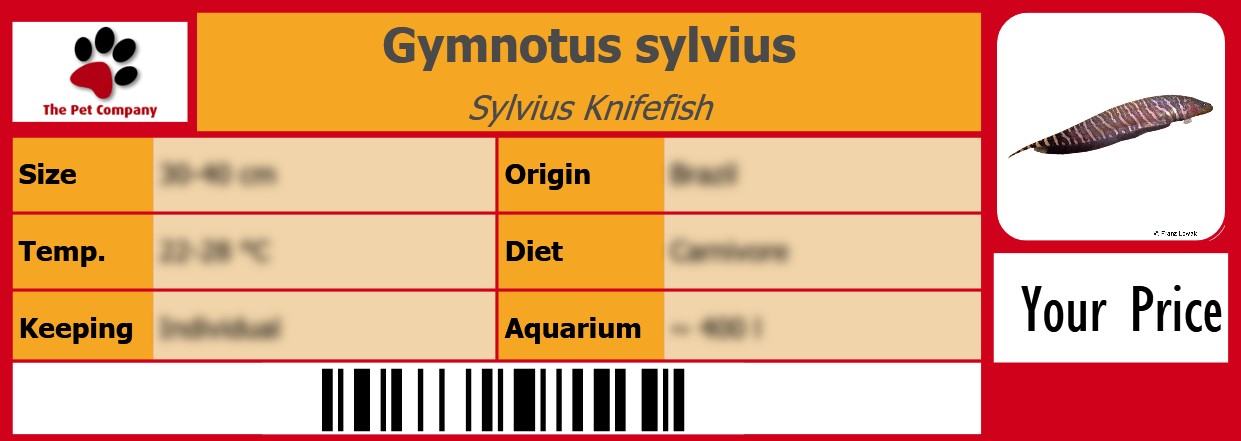 Gymnotus sylvius Sylvius Knifefish 105 x 38 mm