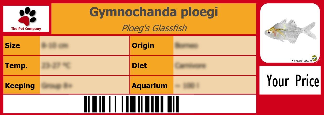 Gymnochanda ploegi Ploeg's Glassfish 105 x 38 mm