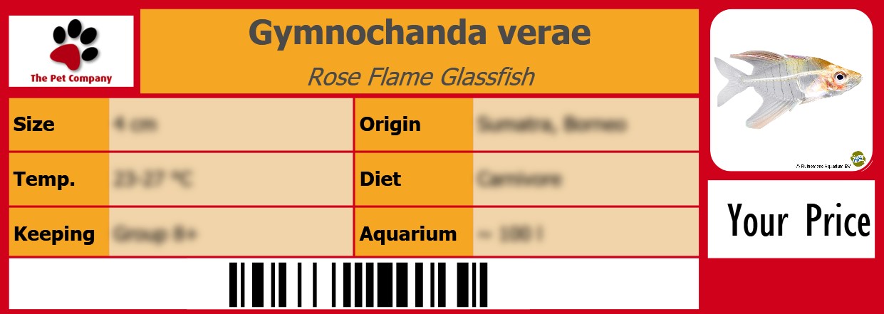 Gymnochanda verae Rose Flame Glassfish 105 x 38 mm