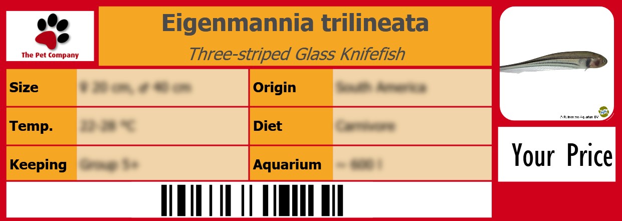 Eigenmannia trilineata Three-striped Glass Knifefish 105 x 38 mm