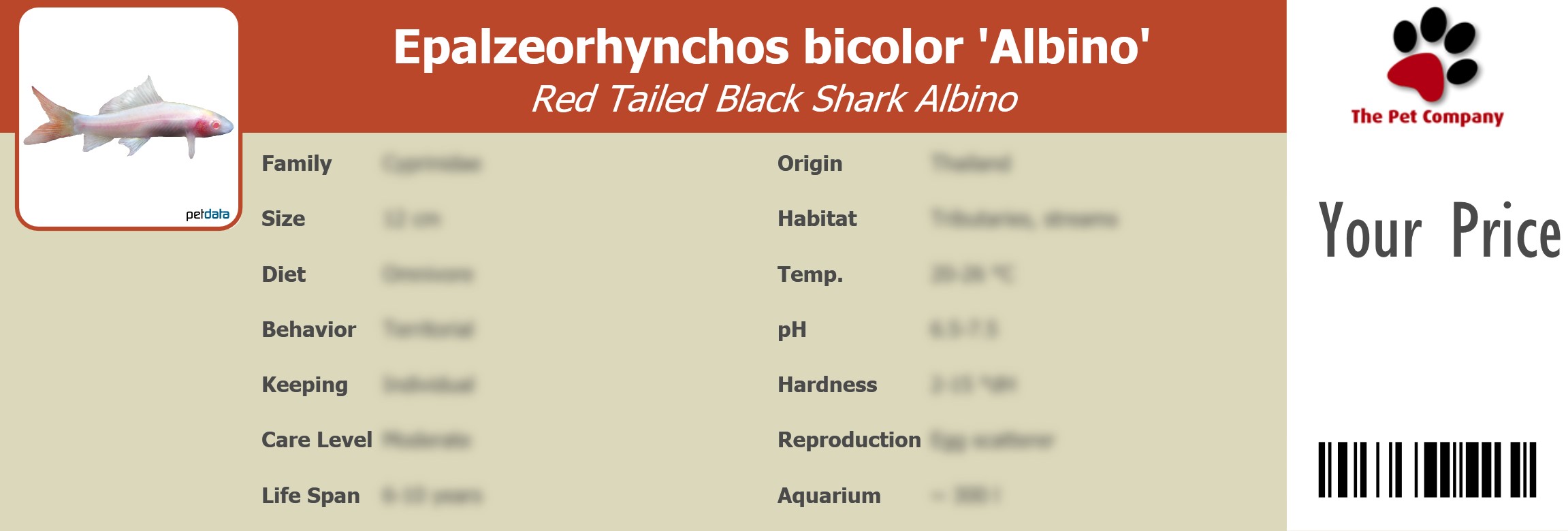 Epalzeorhynchos bicolor 'Albino' Red Tailed Black Shark Albino 195 x 66 mm