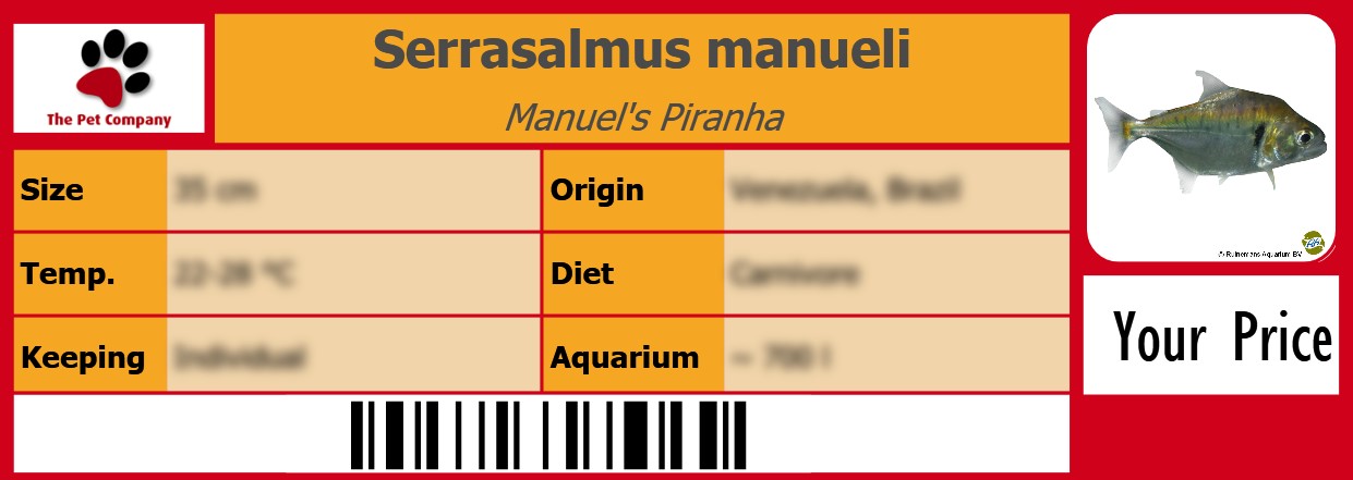 Serrasalmus manueli Manuel's Piranha 105 x 38 mm
