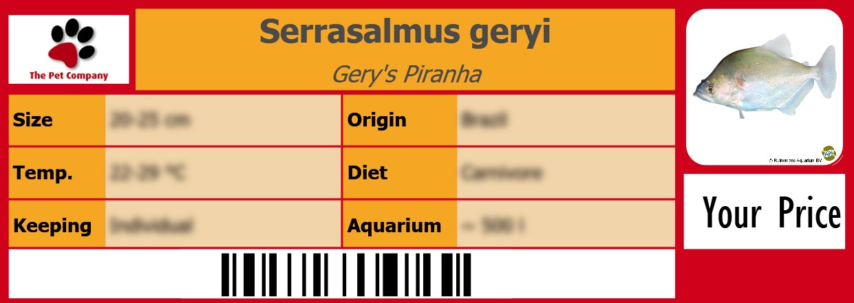 Serrasalmus geryi Gery's Piranha 105 x 38 mm