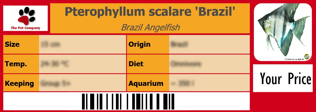 Pterophyllum scalare 'Brazil' Brazil Angelfish 105 x 38 mm