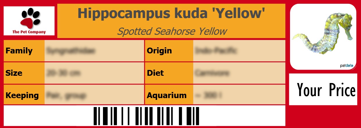 Hippocampus kuda 'Yellow' Spotted Seahorse Yellow 105 x 38 mm
