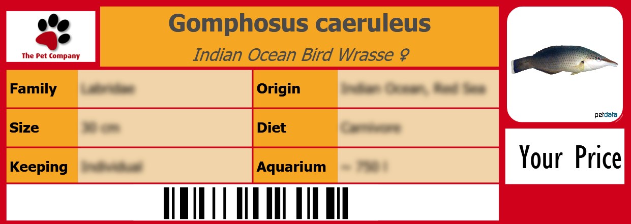 Gomphosus caeruleus Indian Ocean Bird Wrasse ♀ 105 x 38 mm