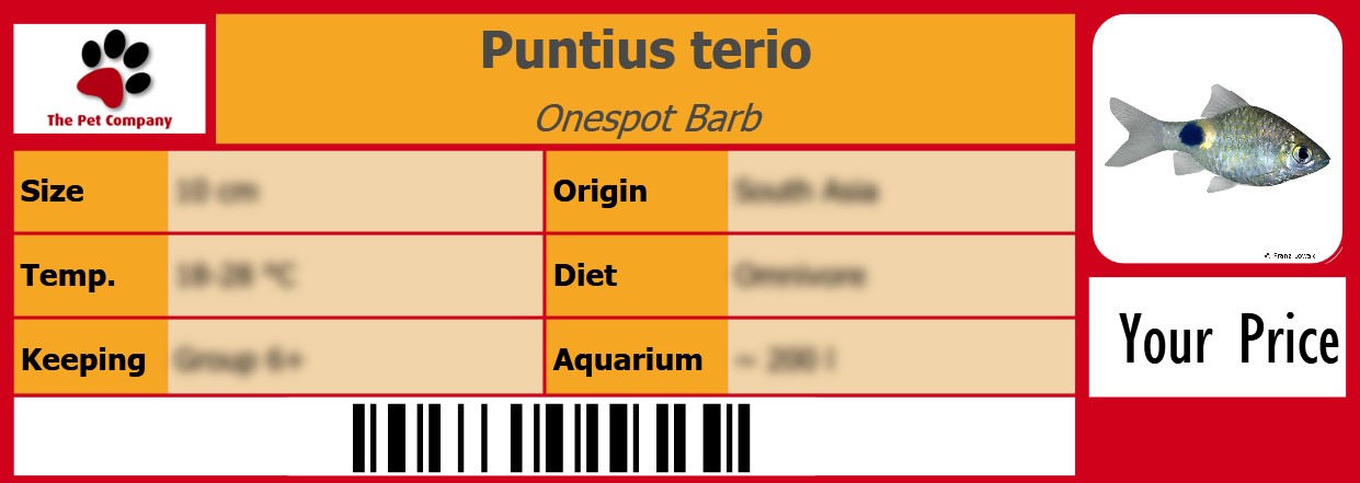 Puntius terio Onespot Barb 105 x 38 mm