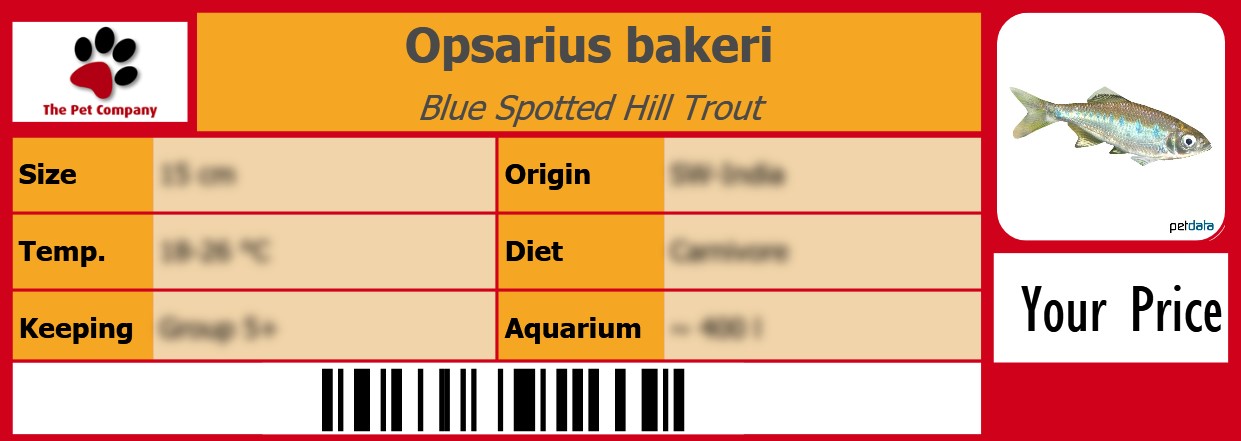 Opsarius bakeri Blue Spotted Hill Trout 105 x 38 mm