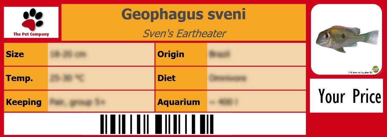 Geophagus sveni Sven's Eartheater 105 x 38 mm
