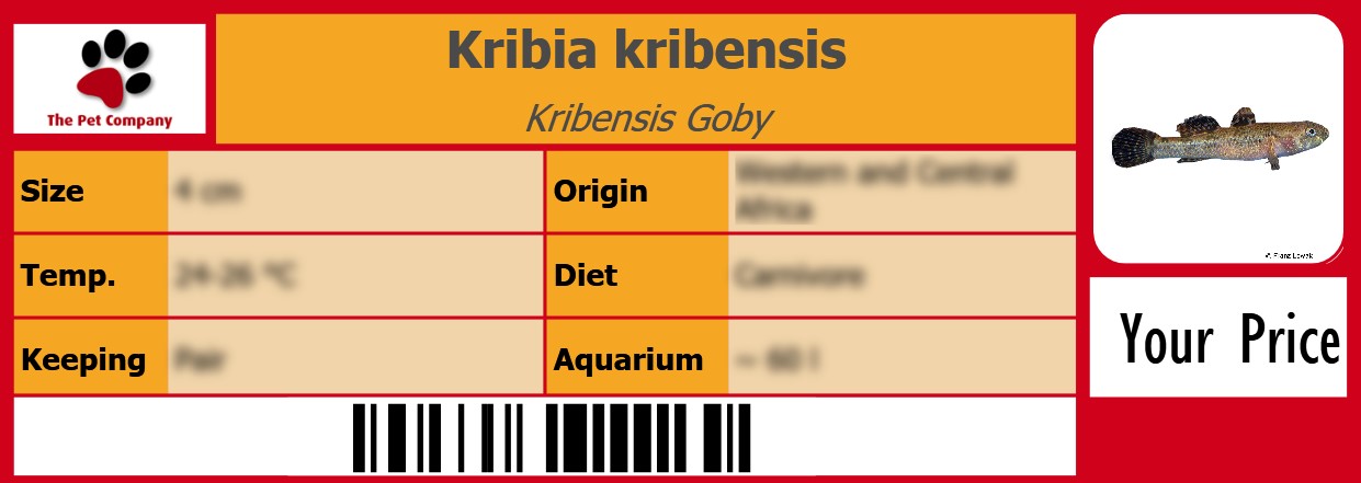 Kribia kribensis Kribensis Goby 105 x 38 mm