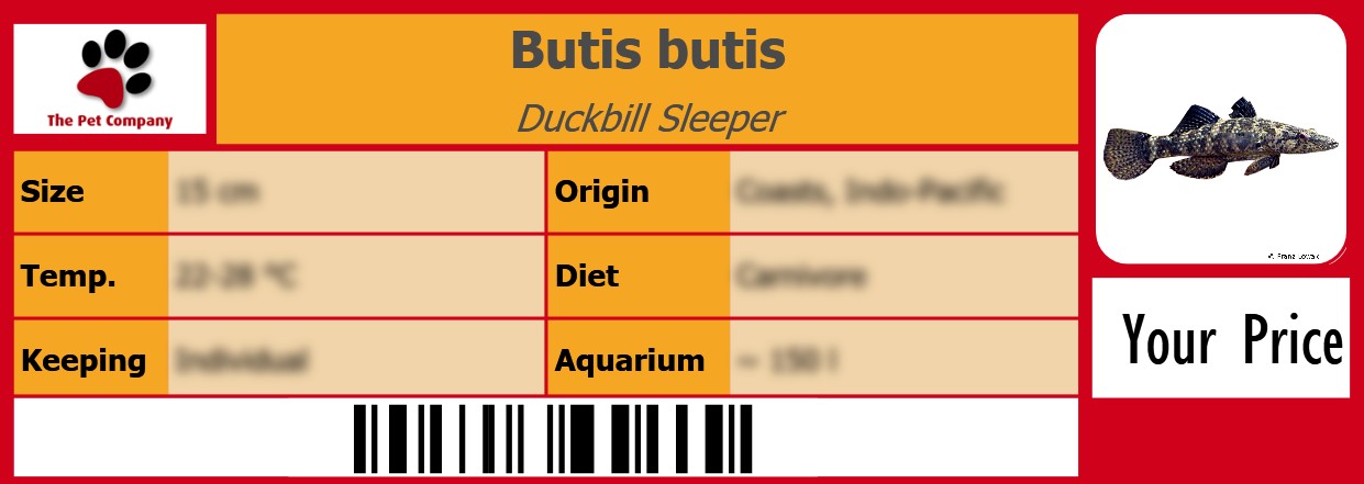 Butis butis Duckbill Sleeper 105 x 38 mm