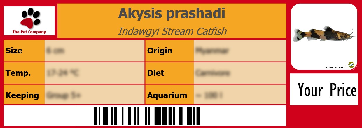 Akysis prashadi Indawgyi Stream Catfish 105 x 38 mm