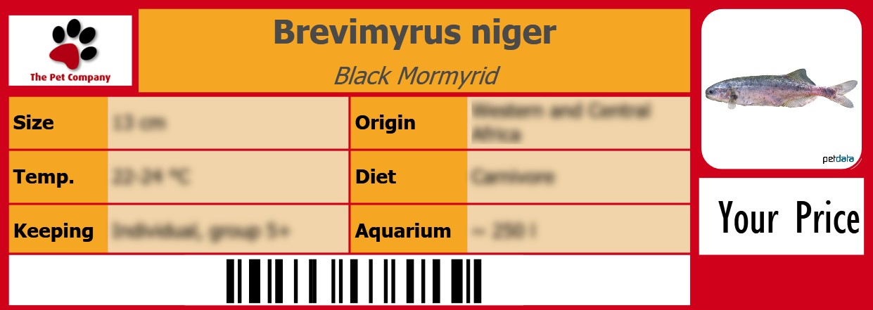 Brevimyrus niger Black Mormyrid 105 x 38 mm
