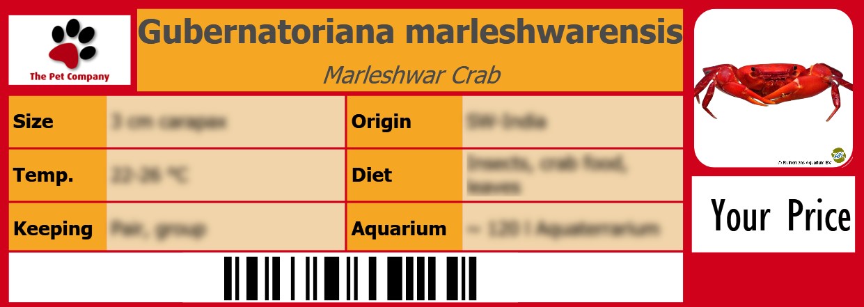 Gubernatoriana marleshwarensis Marleshwar Crab 105 x 38 mm