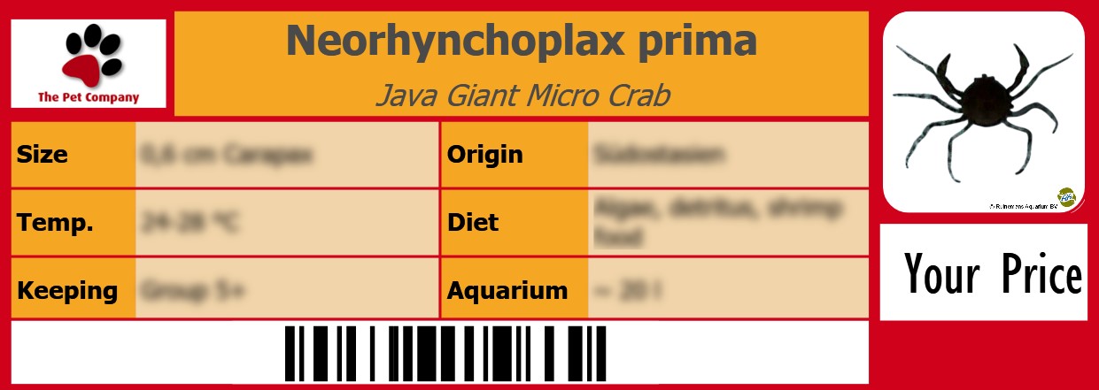 Neorhynchoplax prima Java Giant Micro Crab 105 x 38 mm