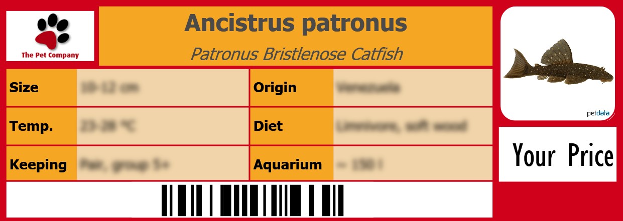Ancistrus patronus Patronus Bristlenose Catfish 105 x 38 mm