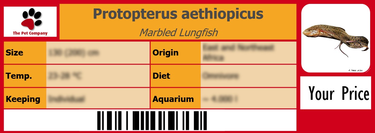 Protopterus aethiopicus Marbled Lungfish 105 x 38 mm