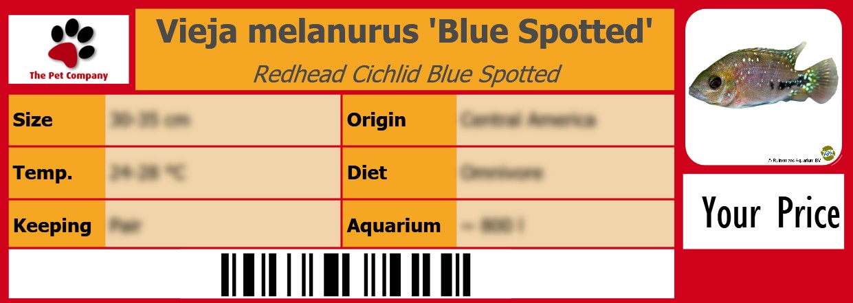 Vieja melanurus 'Blue Spotted' Redhead Cichlid Blue Spotted 105 x 38 mm
