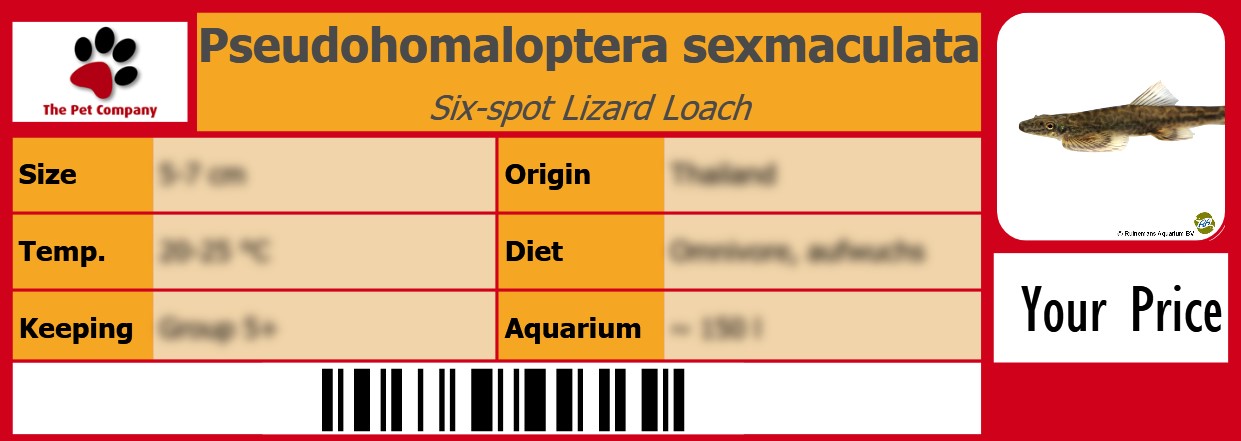 Pseudohomaloptera sexmaculata Six-spot Lizard Loach 105 x 38 mm