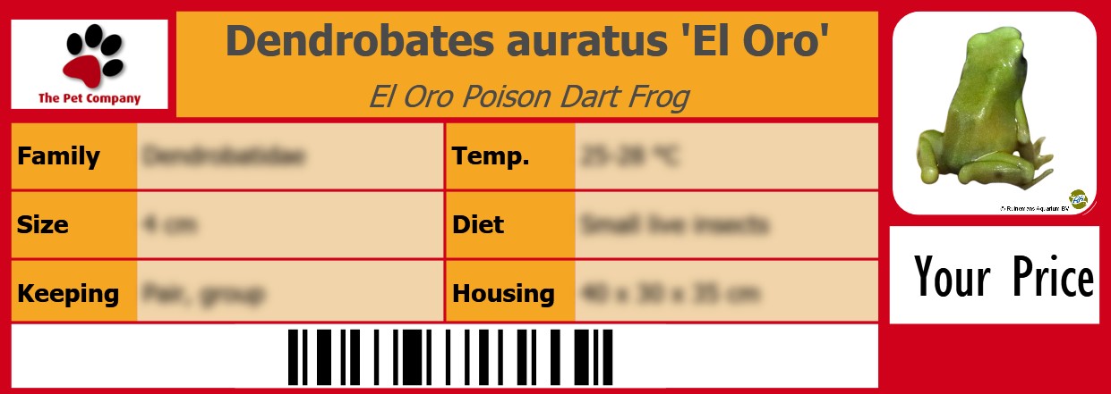 Dendrobates auratus 'El Oro' El Oro Poison Dart Frog 105 x 38 mm