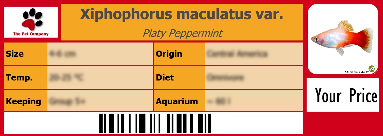 Xiphophorus maculatus var. Platy Peppermint 105 x 38 mm