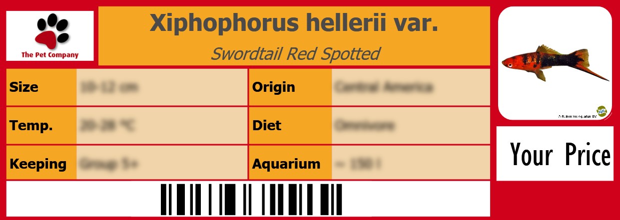 Xiphophorus hellerii var. Swordtail Red Spotted 105 x 38 mm