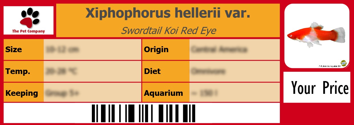 Xiphophorus hellerii var. Swordtail Koi Red Eye 105 x 38 mm