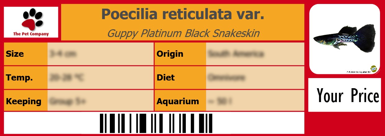 Poecilia reticulata var. Guppy Platinum Black Snakeskin 105 x 38 mm