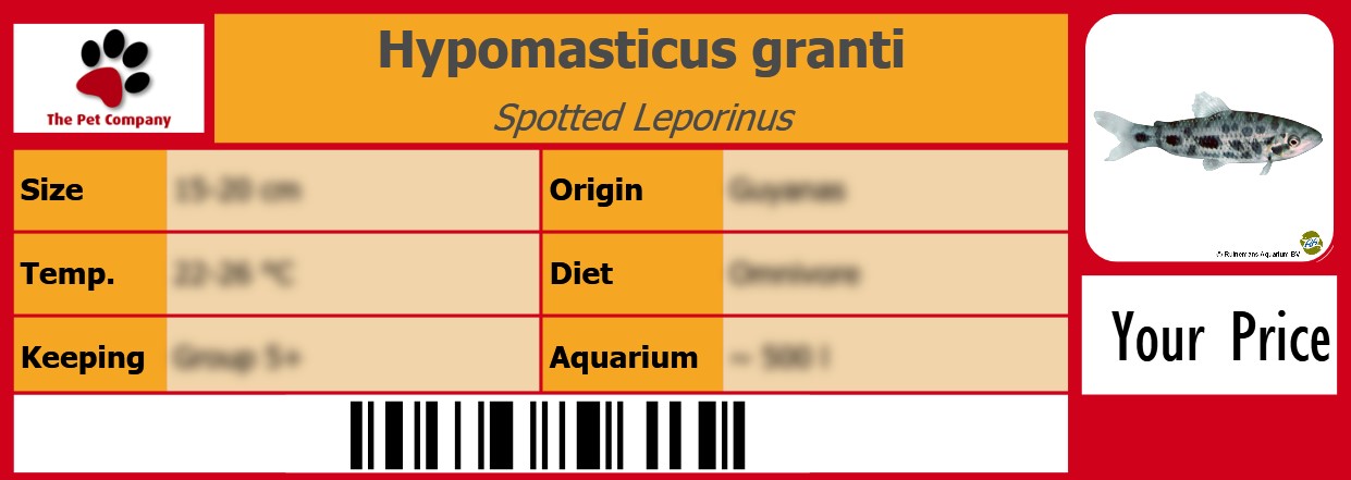 Hypomasticus granti Spotted Leporinus 105 x 38 mm