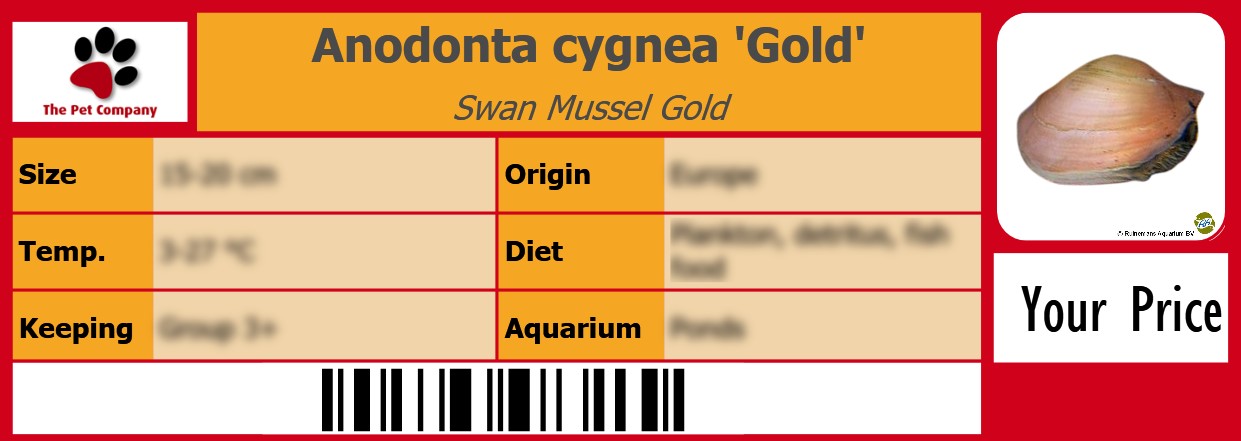 Anodonta cygnea 'Gold' Swan Mussel Gold 105 x 38 mm