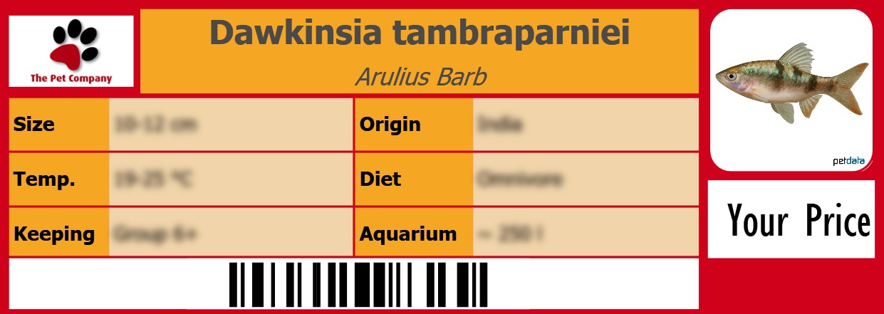Dawkinsia tambraparniei Arulius Barb 105 x 38 mm