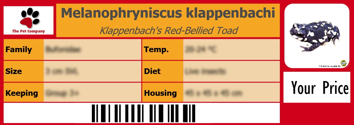 Melanophryniscus klappenbachi Klappenbach's Red-Bellied Toad 105 x 38 mm