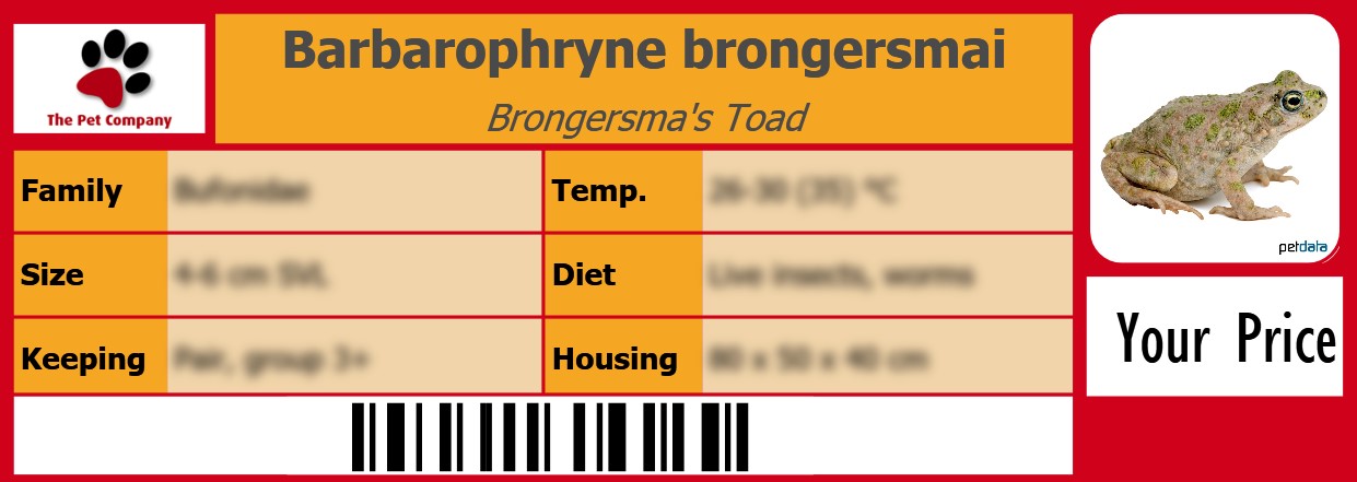 Barbarophryne brongersmai Brongersma's Toad 105 x 38 mm