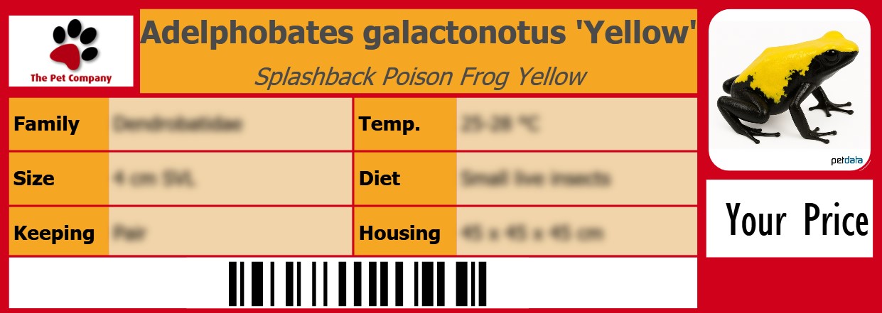 Adelphobates galactonotus 'Yellow' Splashback Poison Frog Yellow 105 x 38 mm