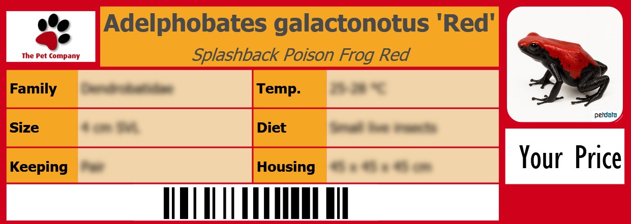 Adelphobates galactonotus 'Red' Splashback Poison Frog Red 105 x 38 mm