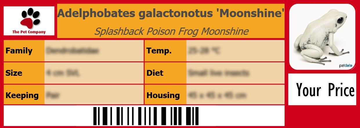 Adelphobates galactonotus 'Moonshine' Splashback Poison Frog Moonshine 105 x 38 mm