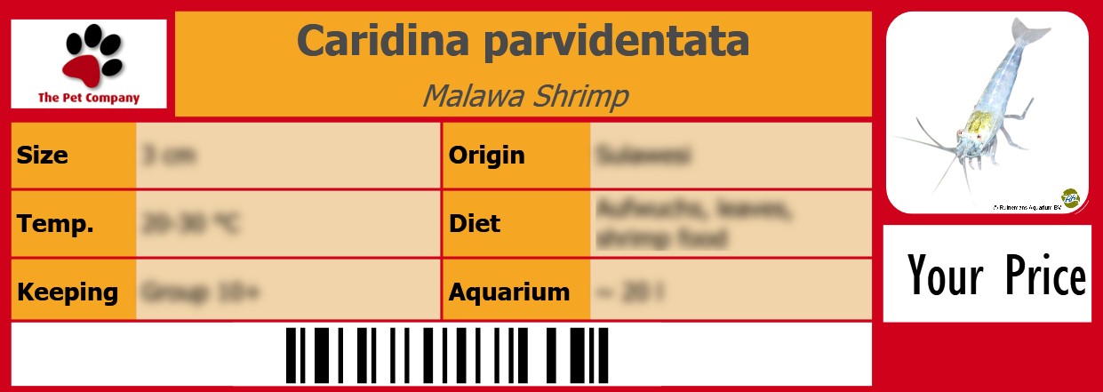 Caridina parvidentata Malawa Shrimp 105 x 38 mm