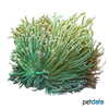 Euphyllia glabrescens 'Green' Pompon-Koralle (LPS)