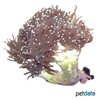 Euphyllia glabrescens Pompon-Koralle (LPS)
