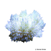 Radianthus malu 'White' Hawaii-Anemone