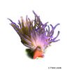Condylactis gigantea 'Purple' Karibische Goldrose