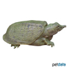 Pelodiscus sinensis Chinesische Weichschildkröte