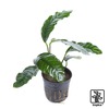 Anubias barteri var. 'Coffeefolia' Kaffeblättriges Speerblatt