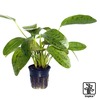 Echinodorus 'Ozelot Green' Ozelot Green-Schwertpflanze