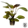Echinodorus 'Ozelot' Ozelot-Schwertpflanze