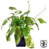 Echinodorus 'Ozelot Green' Ozelot Green-Schwertpflanze