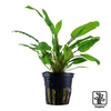 Cryptocoryne wendtii 'Green' Wendts Wasserkelch Grün