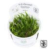 Helanthium tenellum 'Green' Grasartige Zwergschwertpflanze