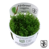 Taxiphyllum sp. 'Spiky Moss' Spiky-Bogormoos
