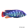 Haplochromis sauvagei Rock Kribensis Buntbarsch